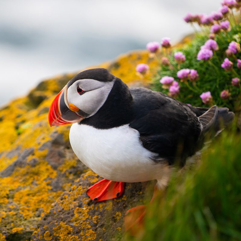 A Puffin sitting on a rock