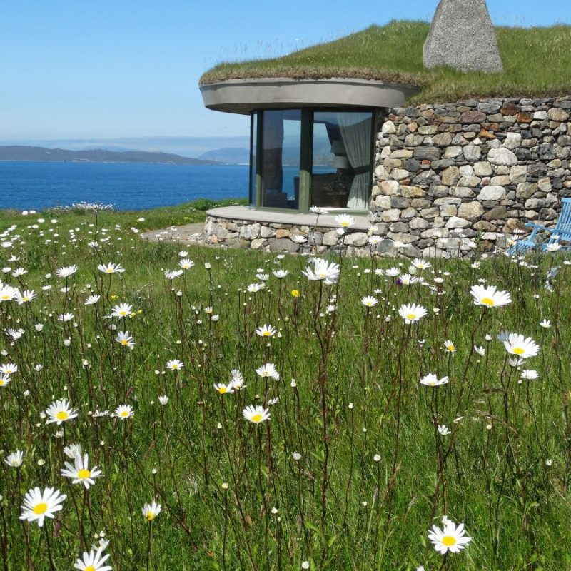 Spring view at Blue Reef Cottages, a field of daisies surrounding the cottage looking out at the sea in the background.